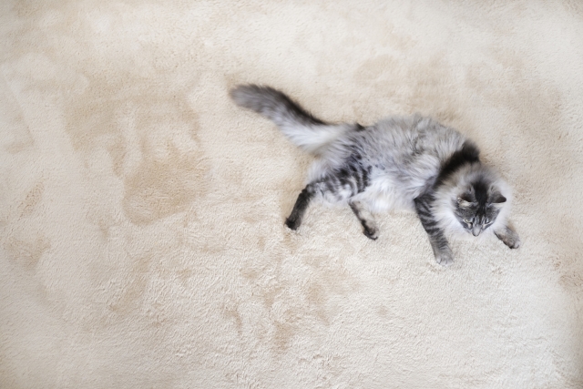 一人暮らしの部屋でカーペットに横たわる猫の画像